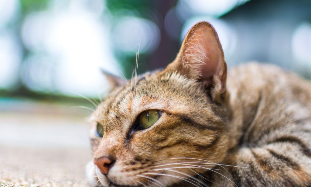 Can Cats Feel Lonely When Left Alone?