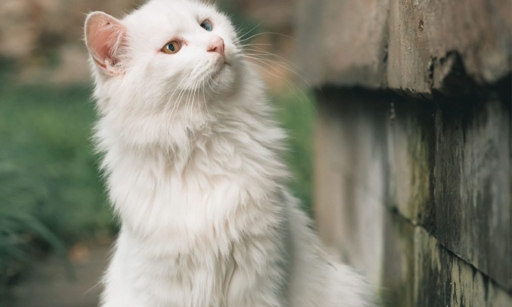 Why Do Cats Stare at Walls for Long Periods?
