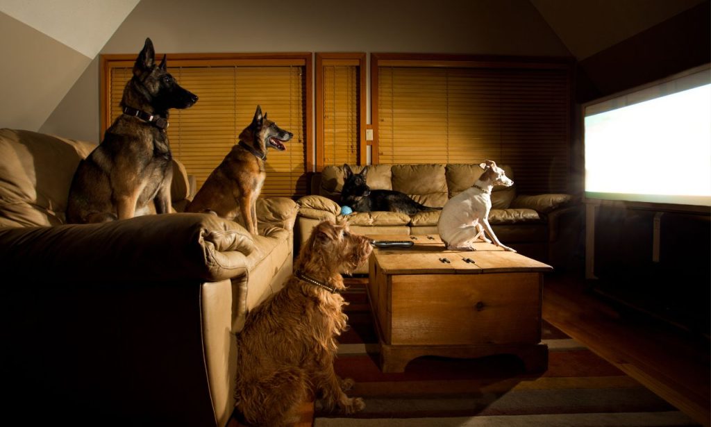 Can Dogs Watch TV Without Harming Their Eyes?