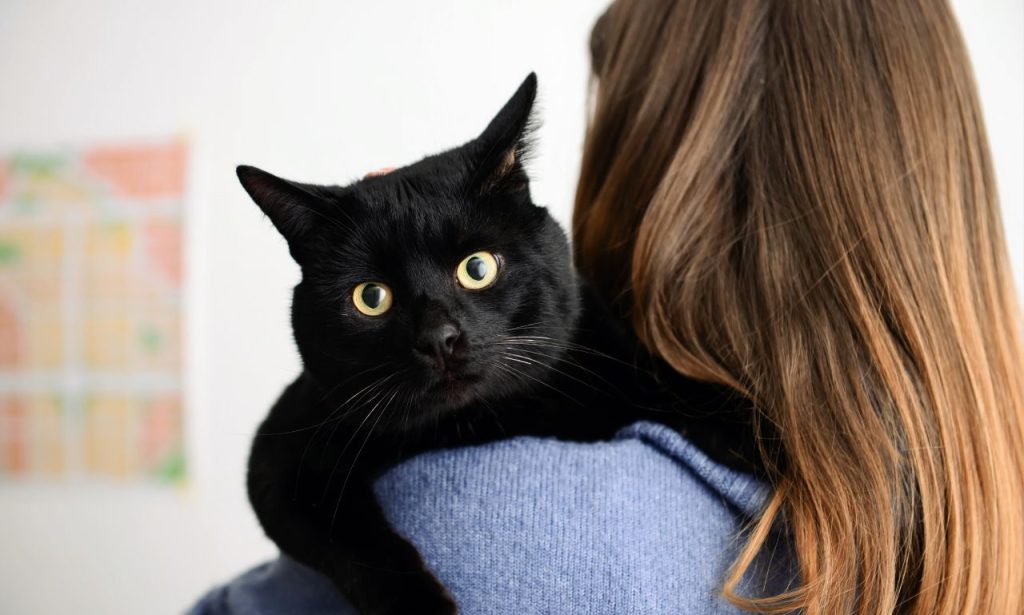 How Do Pets Recognize Their Owners?