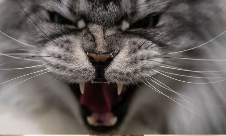 How Do Groomers Calm Aggressive Pets? How Do Groomers Calm Aggressive Pets?