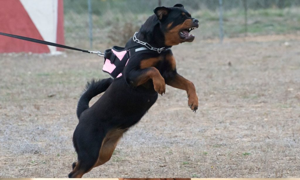 How Do Groomers Calm Aggressive Pets?
