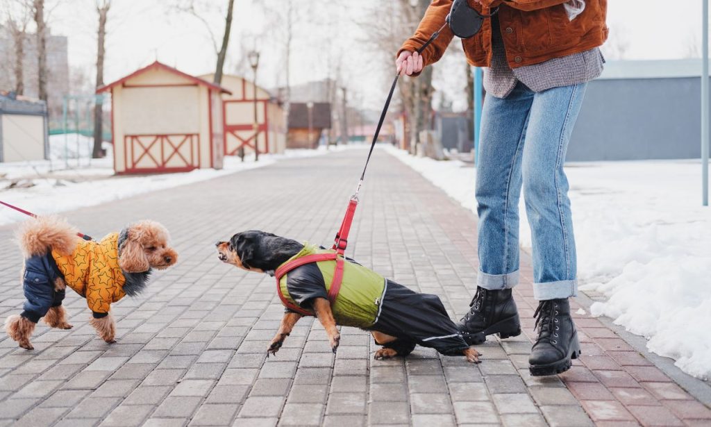 How Do Groomers Calm Aggressive Pets?