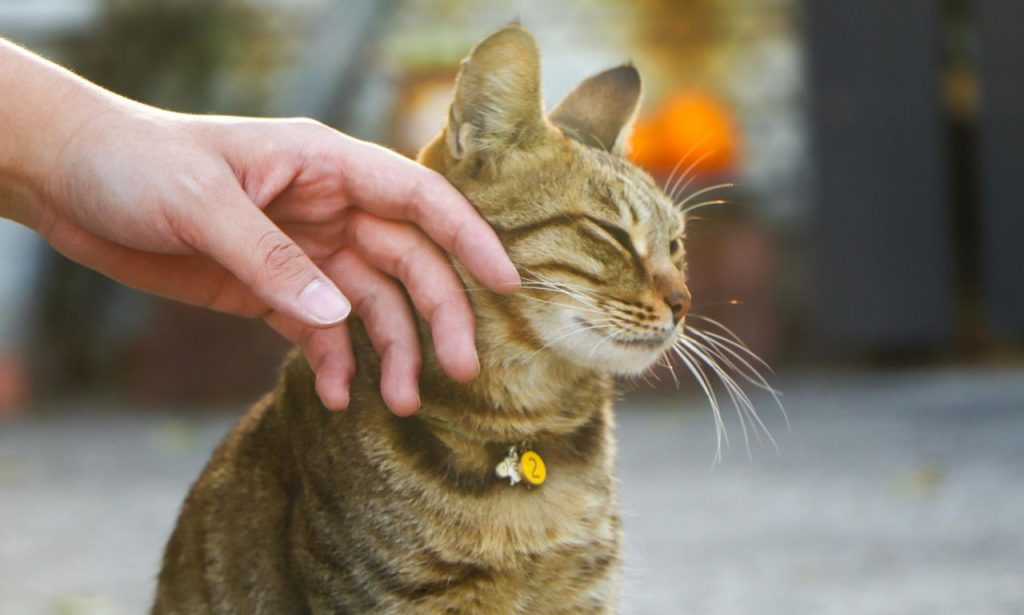 What Smells Calm Anxious Pets Naturally?