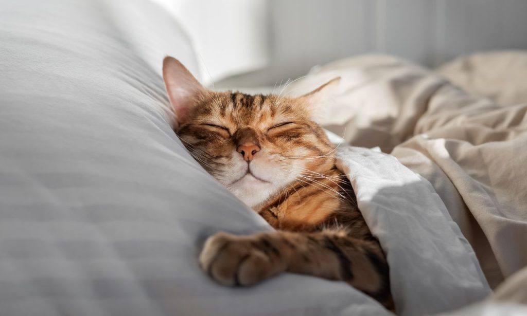Why Do Cats Knead Blankets Before Sleeping?