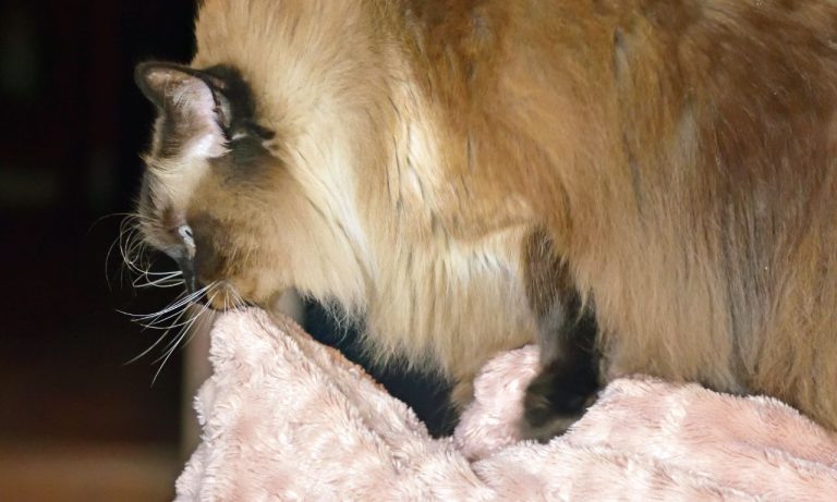 Why Do Cats Knead Blankets Before Sleeping? Why Do Cats Knead Blankets Before Sleeping?
