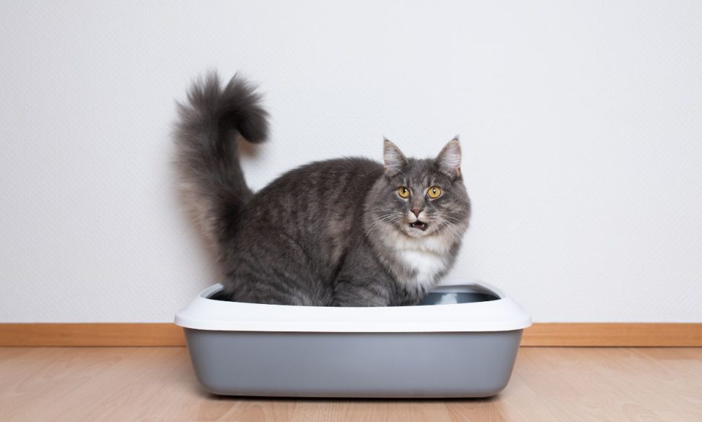 How Often Should You Completely Replace Cat Litter?