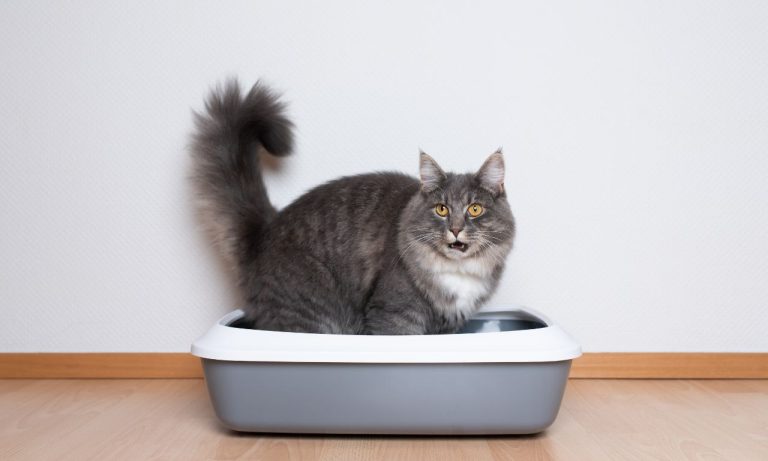How Often Should You Completely Replace Cat Litter? How Often Should You Completely Replace Cat Litter?