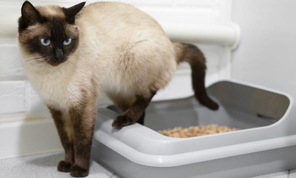 How Often Should You Completely Replace Cat Litter?