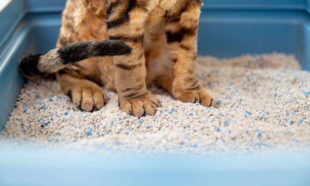 How Often Should You Completely Replace Cat Litter?
