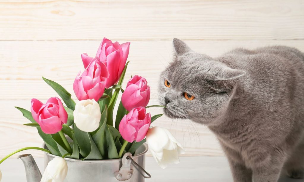What Smells Calm Anxious Pets Naturally?