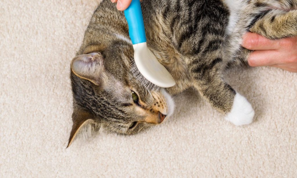 Why Do Some Cats Hate Being Brushed?
