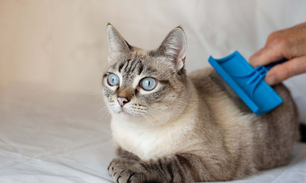 Why Do Some Cats Hate Being Brushed?