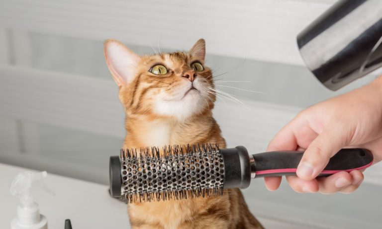 Why Do Some Cats Hate Being Brushed? Why Do Some Cats Hate Being Brushed?