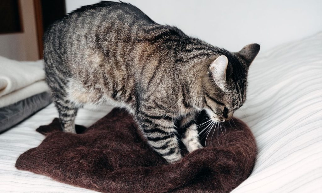 Why Do Cats Knead Blankets Before Sleeping?