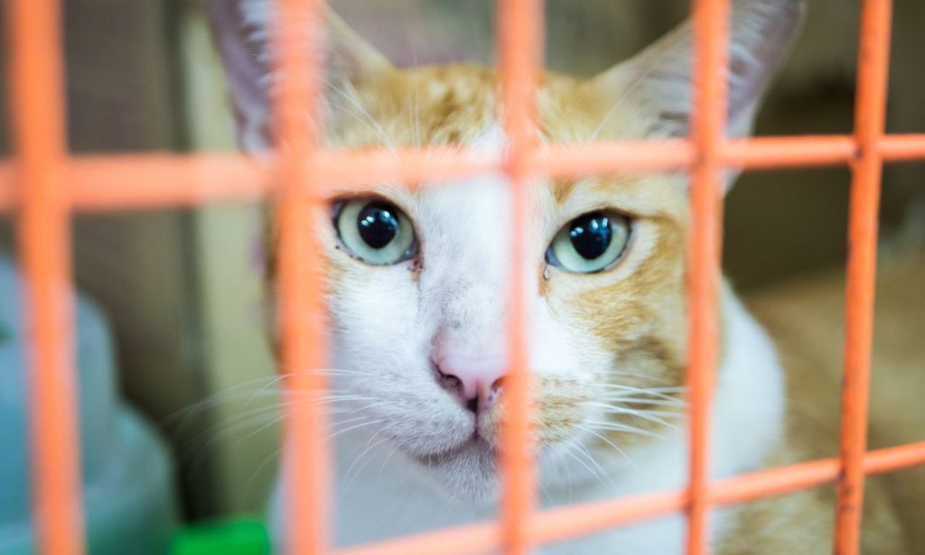 Can Cats Feel Lonely When Left Alone?