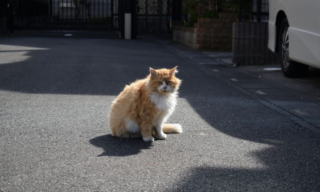Can Cats Feel Lonely When Left Alone?