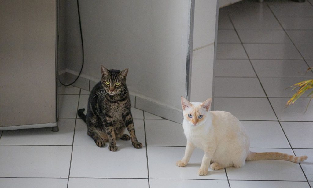 Why Do Cats Stare at Walls for Long Periods?