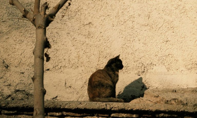 Why Do Cats Stare at Walls for Long Periods? Why Do Cats Stare at Walls for Long Periods?