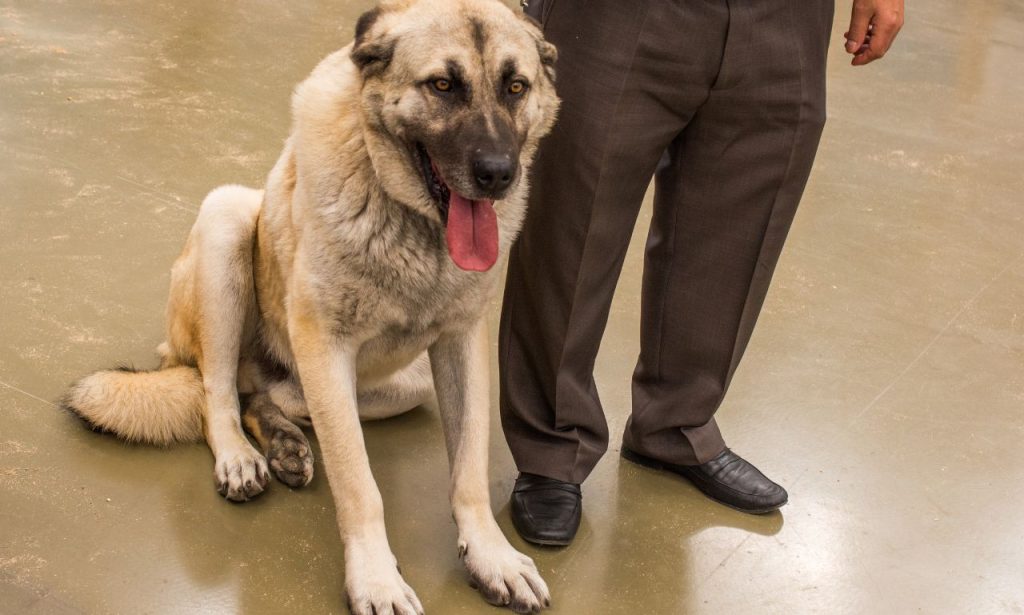 What Does It Mean When Dogs Sigh Loudly?