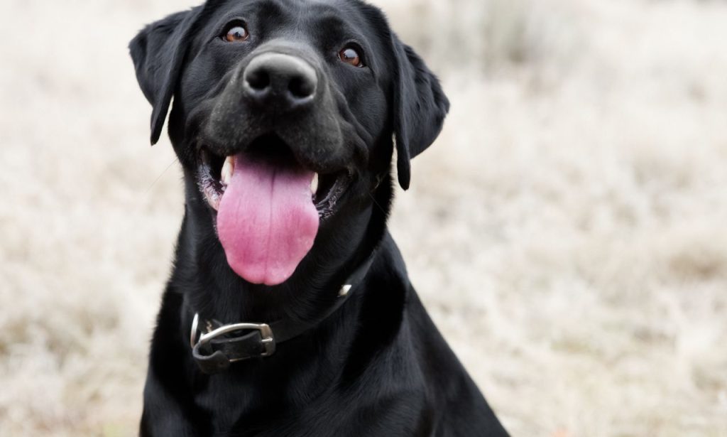 What Does It Mean When Dogs Sigh Loudly?