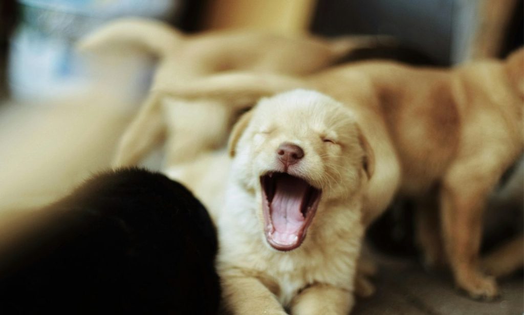 What Does It Mean When Dogs Sigh Loudly?