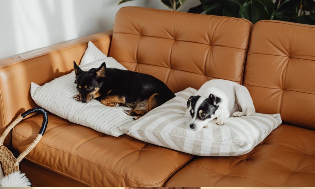 Why Do Dogs Sleep Touching Their Owners?