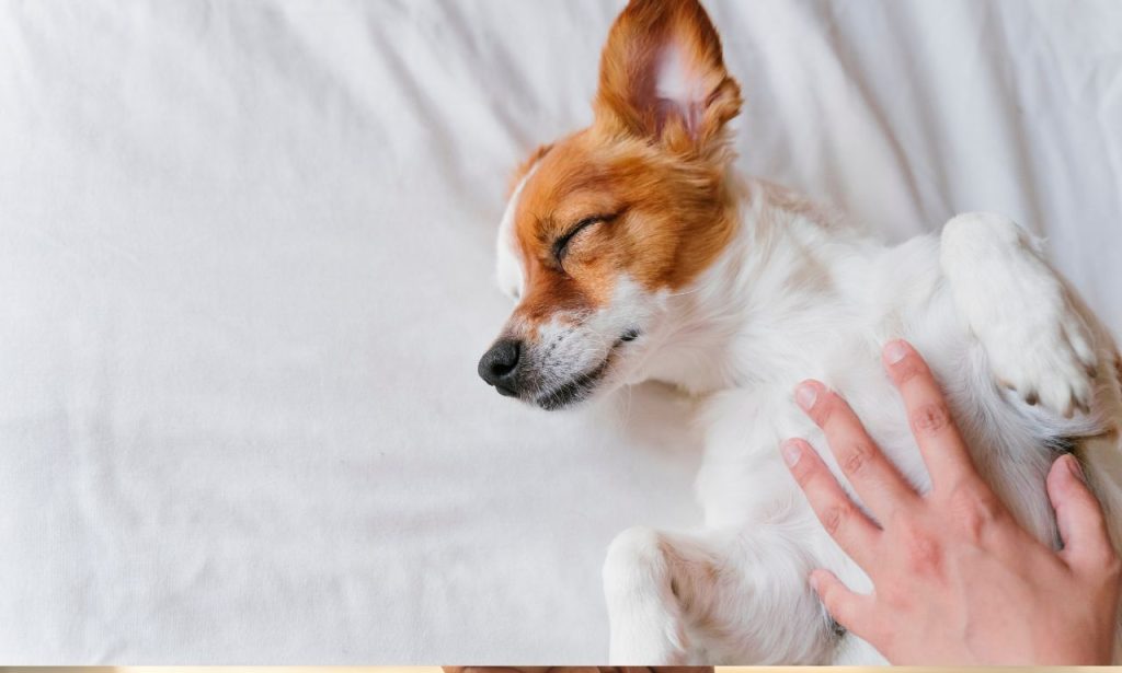 Why Do Dogs Sleep Touching Their Owners?