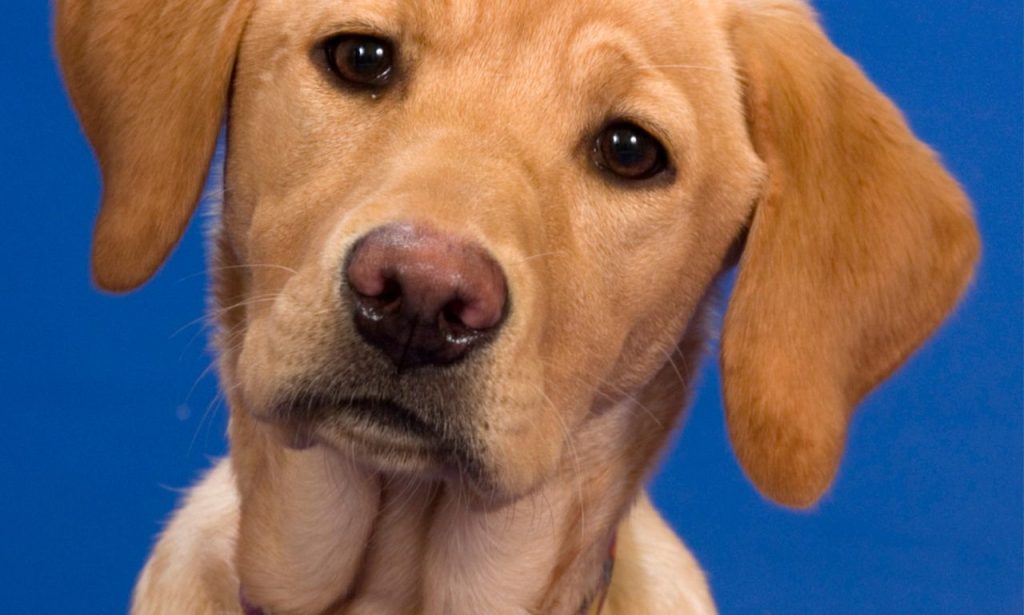 Why Do Dogs Tilt Their Heads at Sounds?