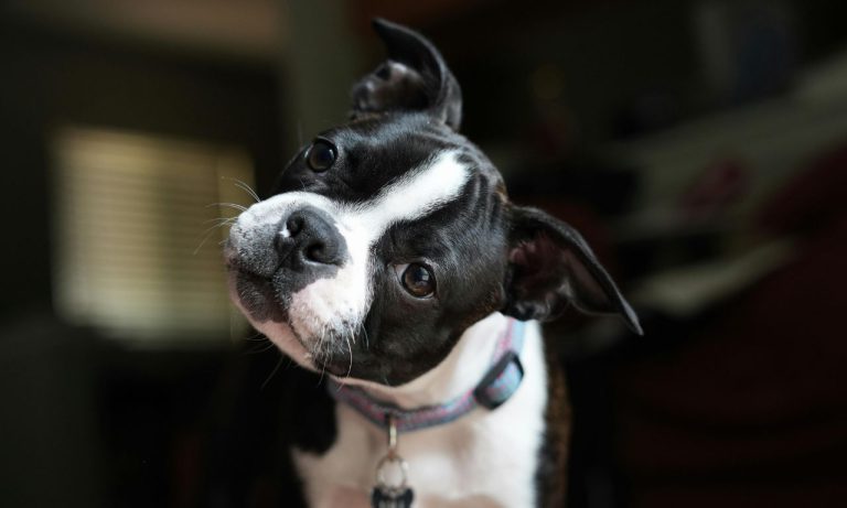 Why Do Dogs Tilt Their Heads at Sounds? Why Do Dogs Tilt Their Heads at Sounds?