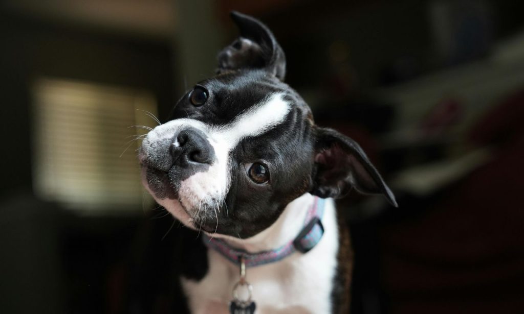 Why Do Dogs Tilt Their Heads at Sounds?