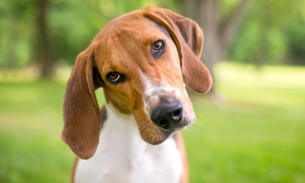 Why Do Dogs Tilt Their Heads at Sounds?