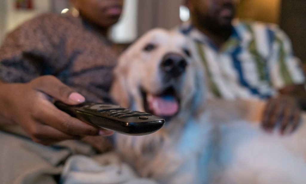 Can Dogs Watch TV Without Harming Their Eyes?