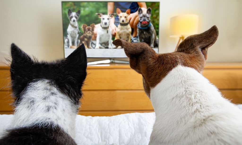 Can Dogs Watch TV Without Harming Their Eyes?
