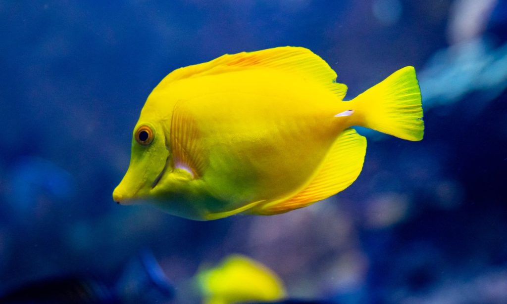 Can Fish Get Stressed From Loud Music?