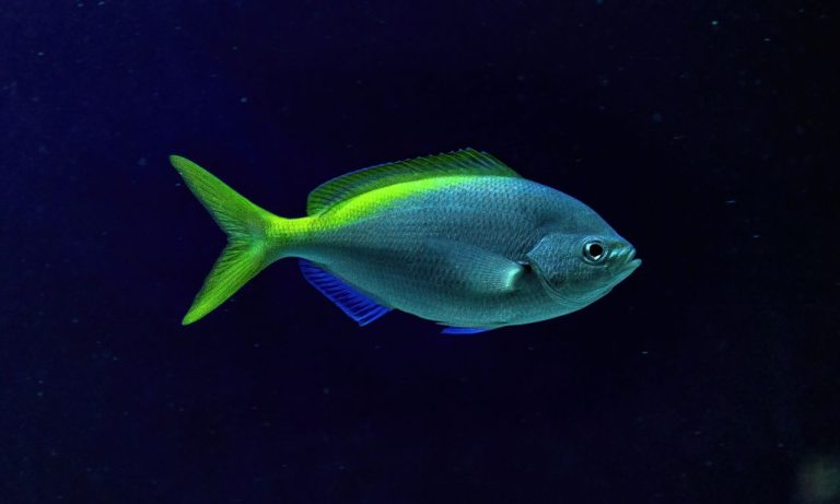 Can Fish Get Stressed From Loud Music? Can Fish Get Stressed From Loud Music?