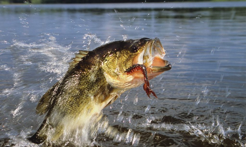 Can Fish Get Stressed From Loud Music?