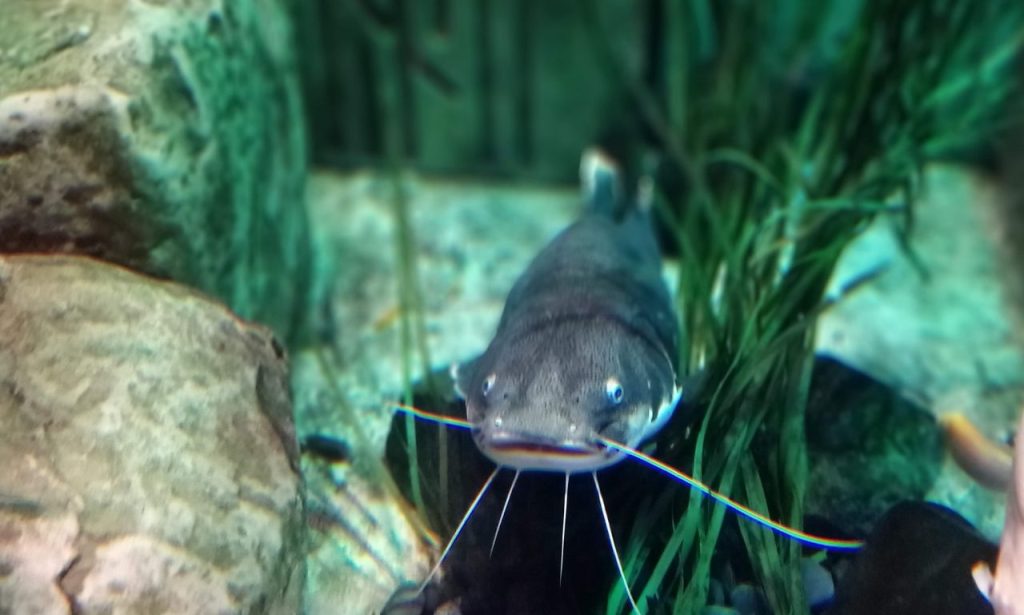 What Causes Fish to Hide Constantly?