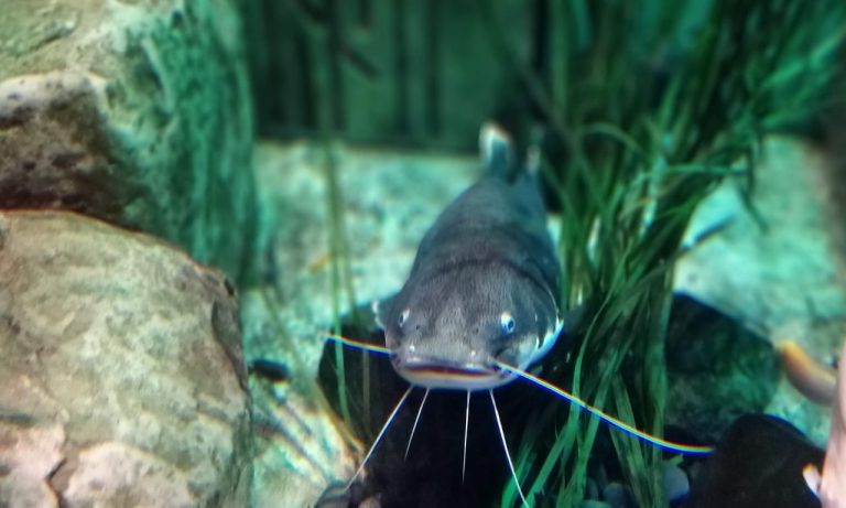 What Causes Fish to Hide Constantly?