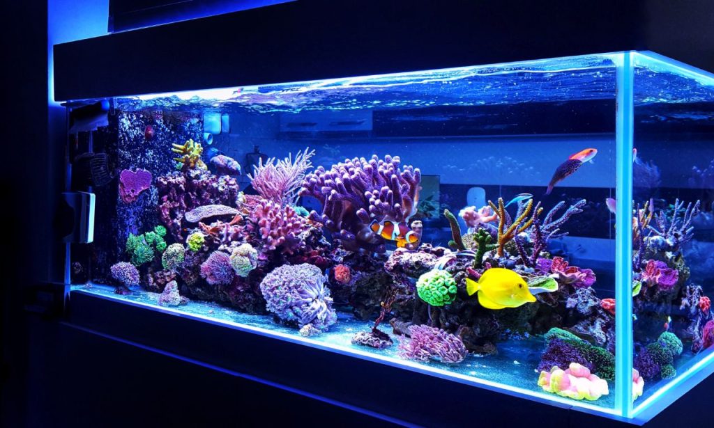 What Beginner Fish Survive Best in Small Tanks?