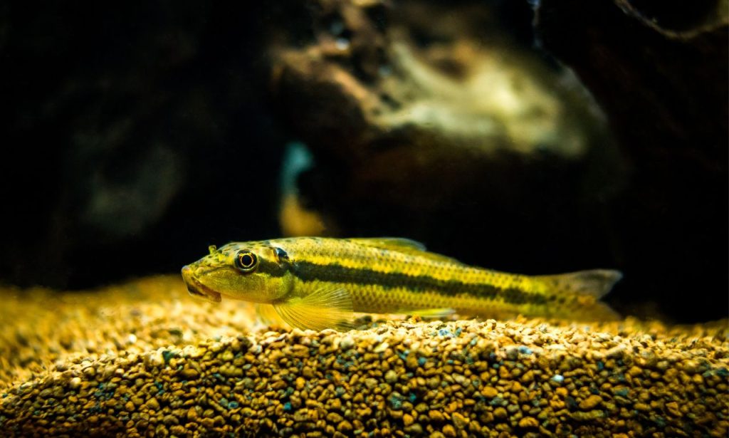 Why Do Fish Tanks Grow Algae So Quickly?