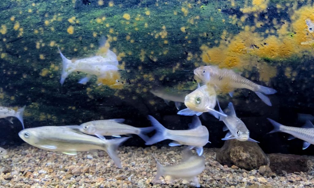 Why Do Fish Tanks Grow Algae So Quickly?