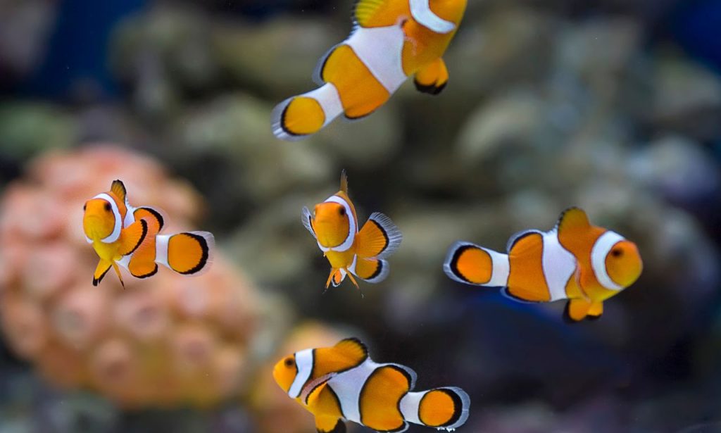 What Causes Fish to Hide Constantly?