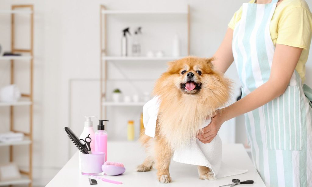 Are Pet Wipes Safe for Everyday Use?