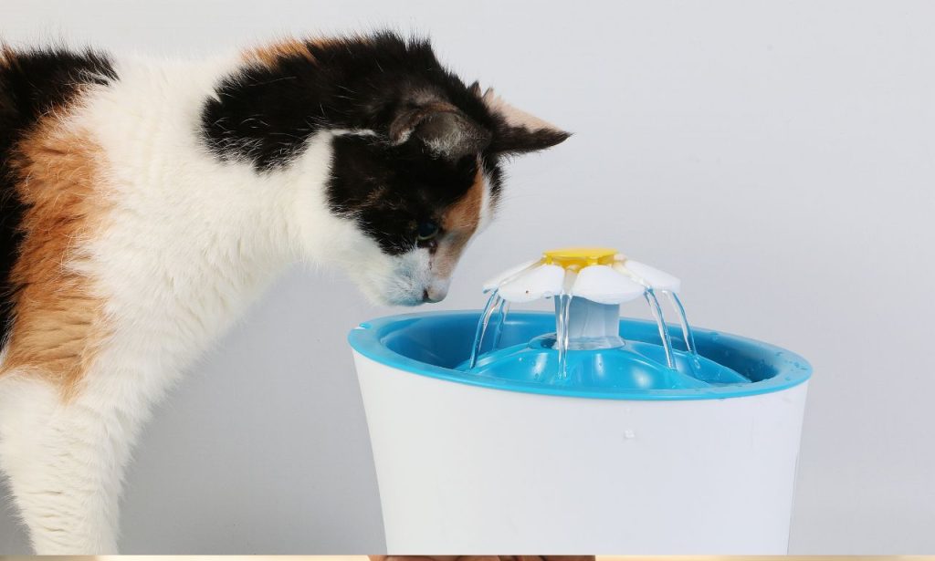 Why Do Some Pets Refuse to Drink Water?