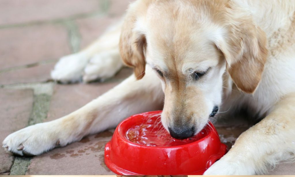 Why Do Some Pets Refuse to Drink Water?