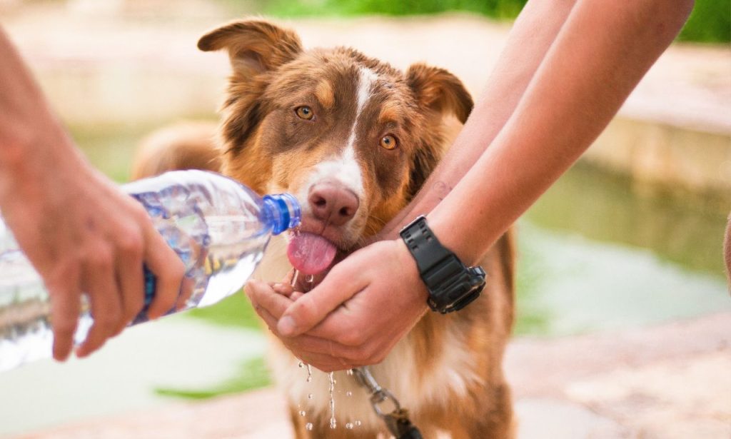 Why Do Some Pets Refuse to Drink Water?