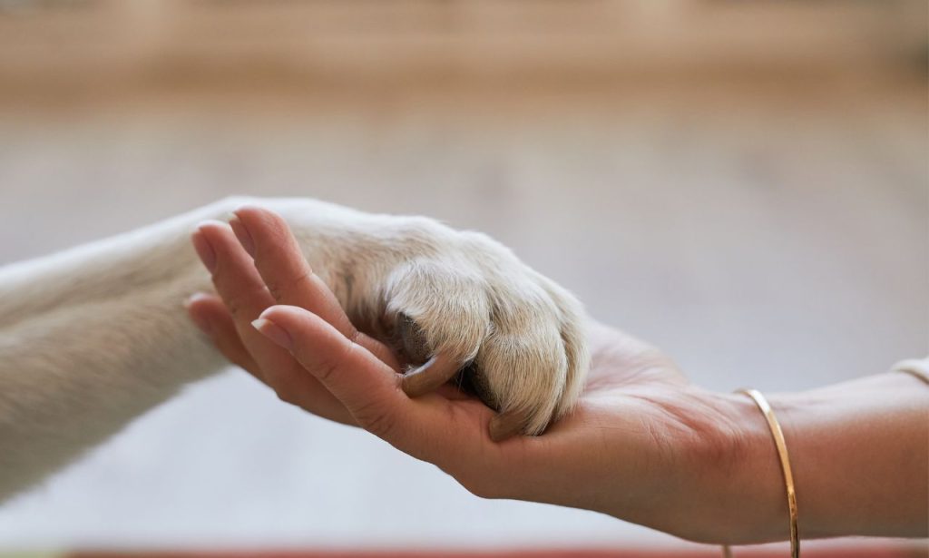 Can Pets Understand Human Emotions?