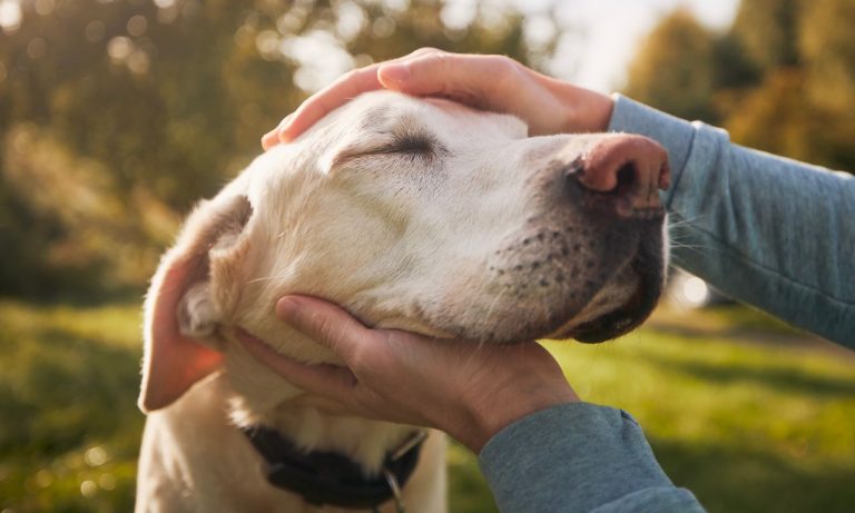 Can Pets Understand Human Emotions? Can Pets Understand Human Emotions?