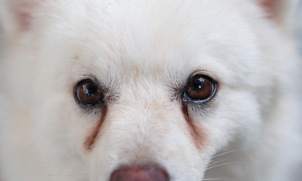 What Causes Tear Stains in Dogs and Cats?